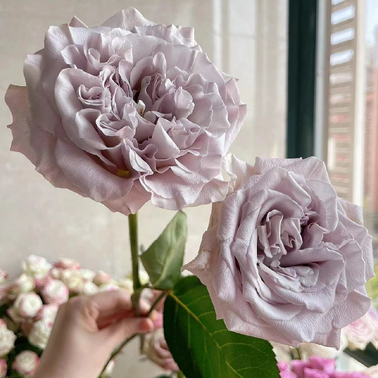 七叶花坊#单头玫瑰 【貂蝉】鲜花优选 顺丰直发