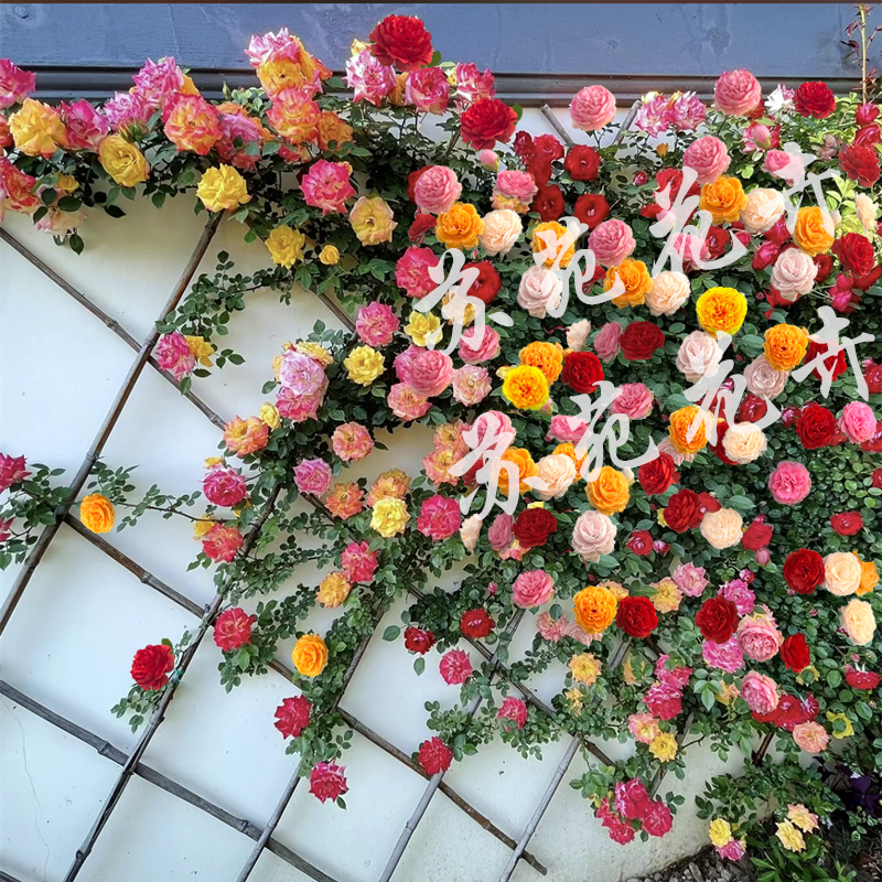 带花苞 藤彩虹爬墙月季花苗彩虹 四季开花 藤本阳台庭院花卉