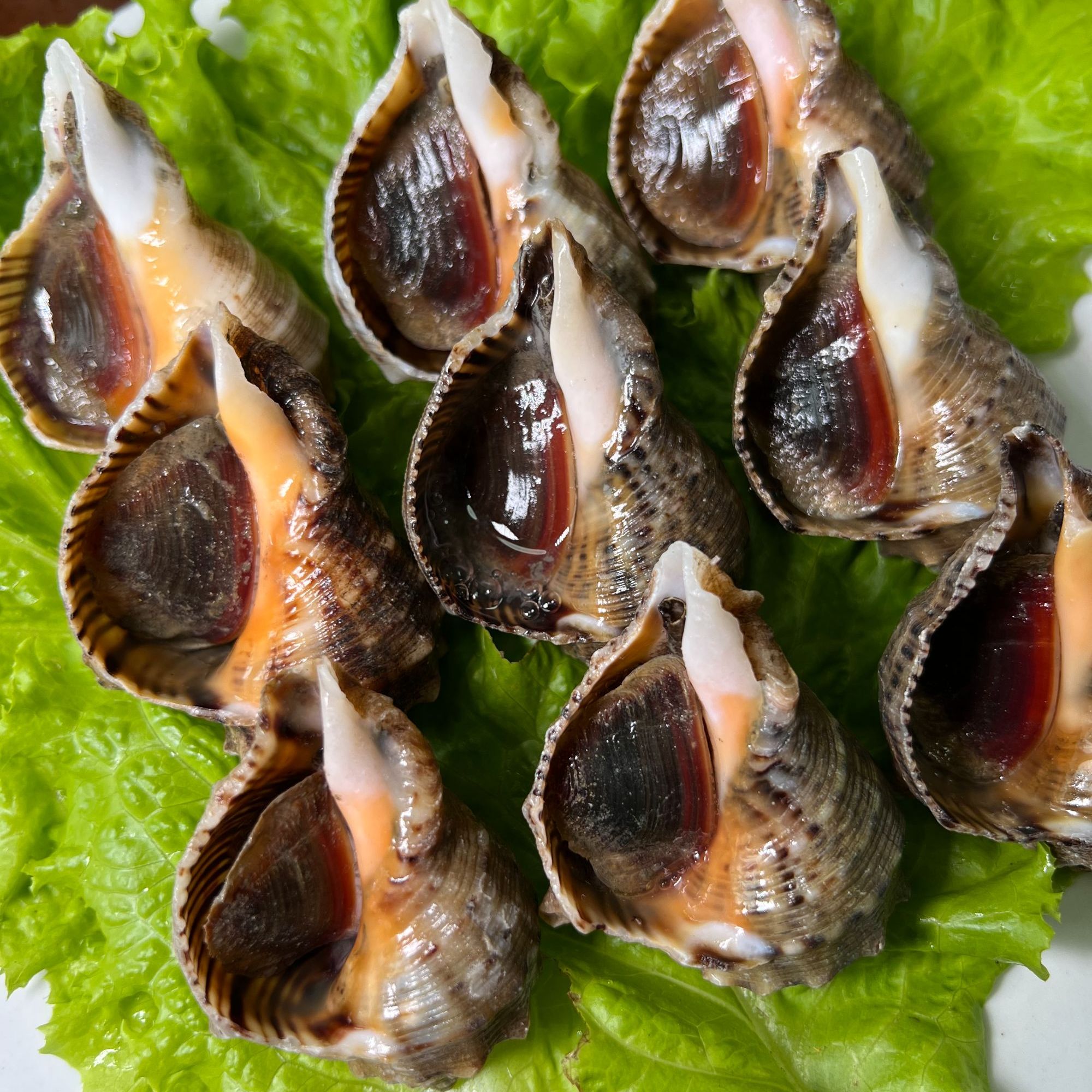 中小号海螺5斤（7-8头/斤）保活，顺丰发货