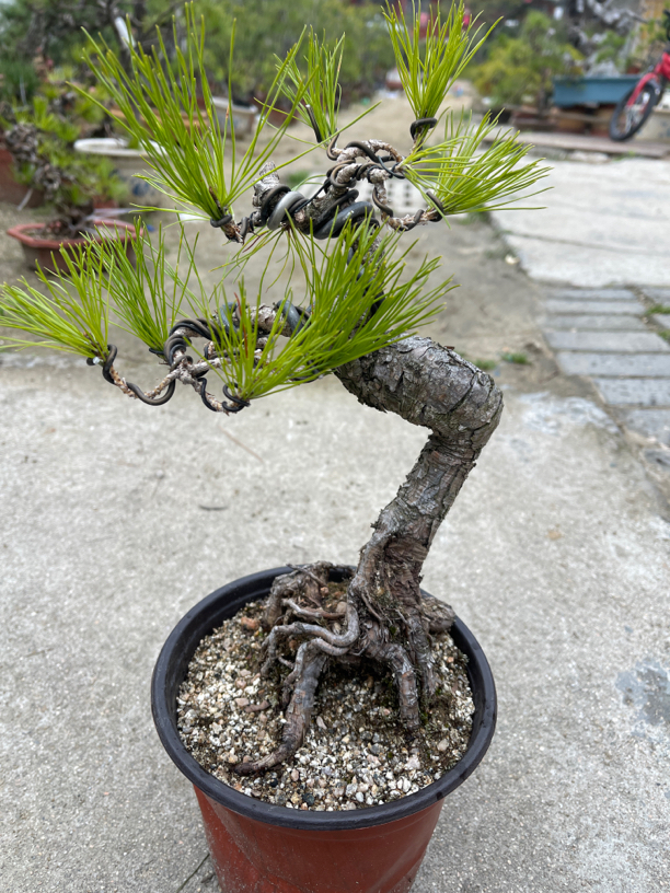 黄山松   一物一拍   按对应价格付款