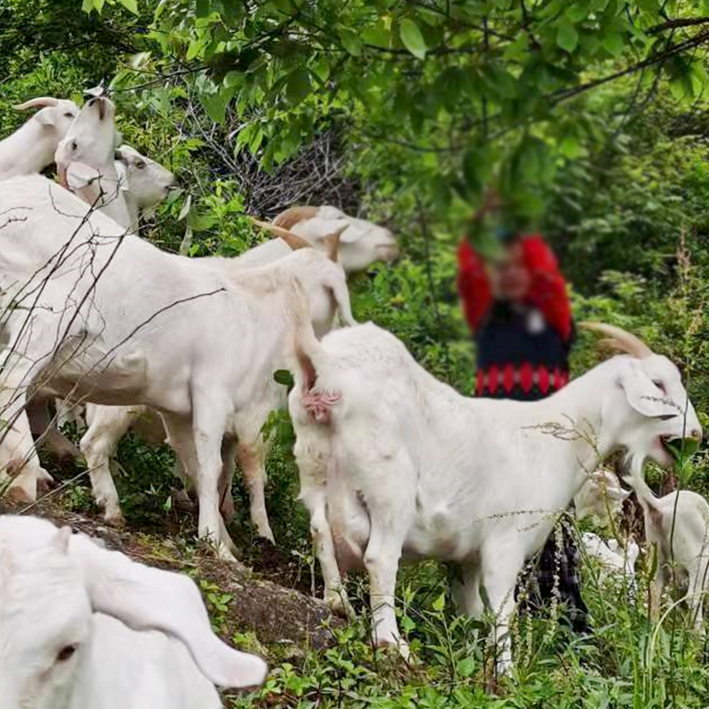金寨县美羊羊家庭农场山羊肉