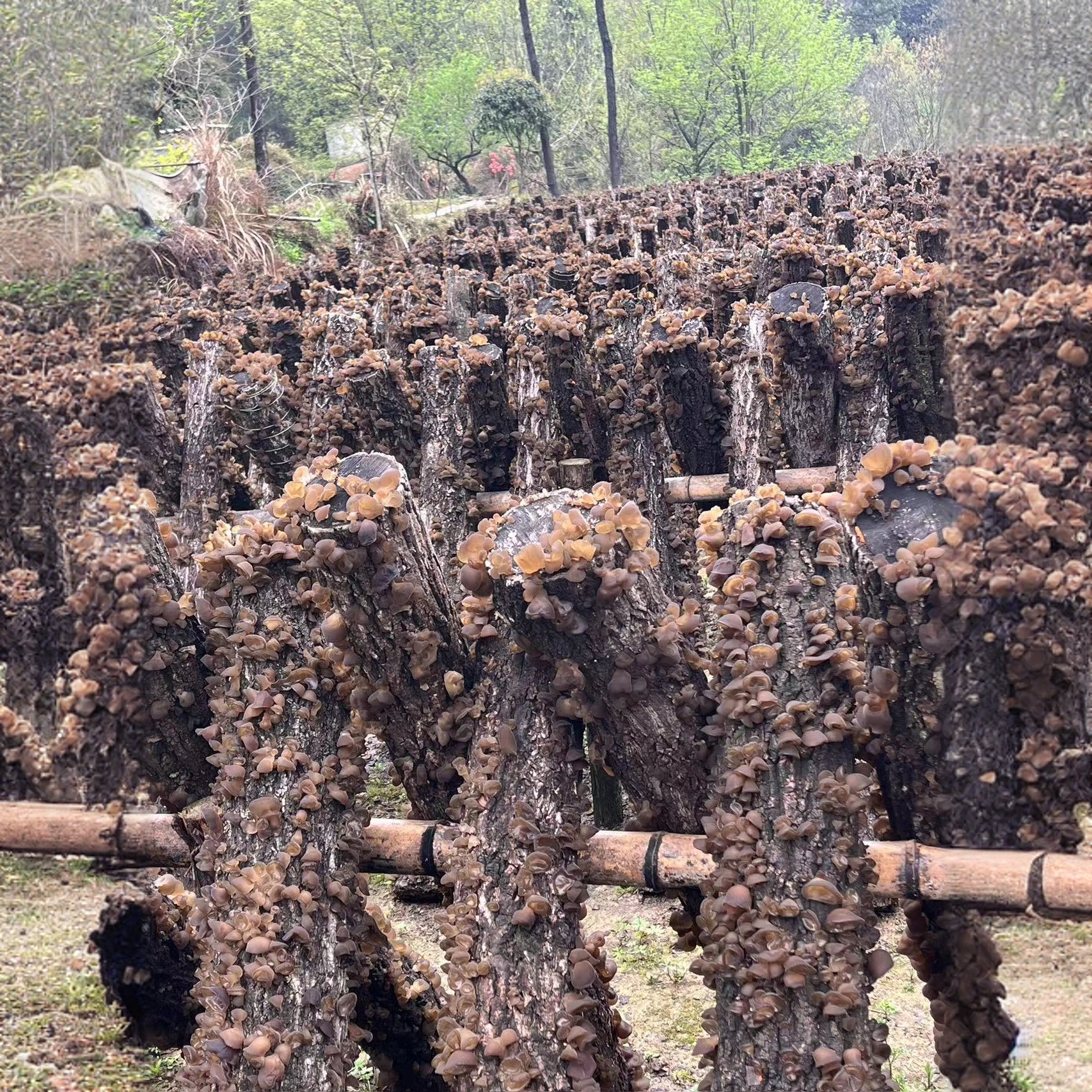 金寨县美羊羊家庭农场农产品