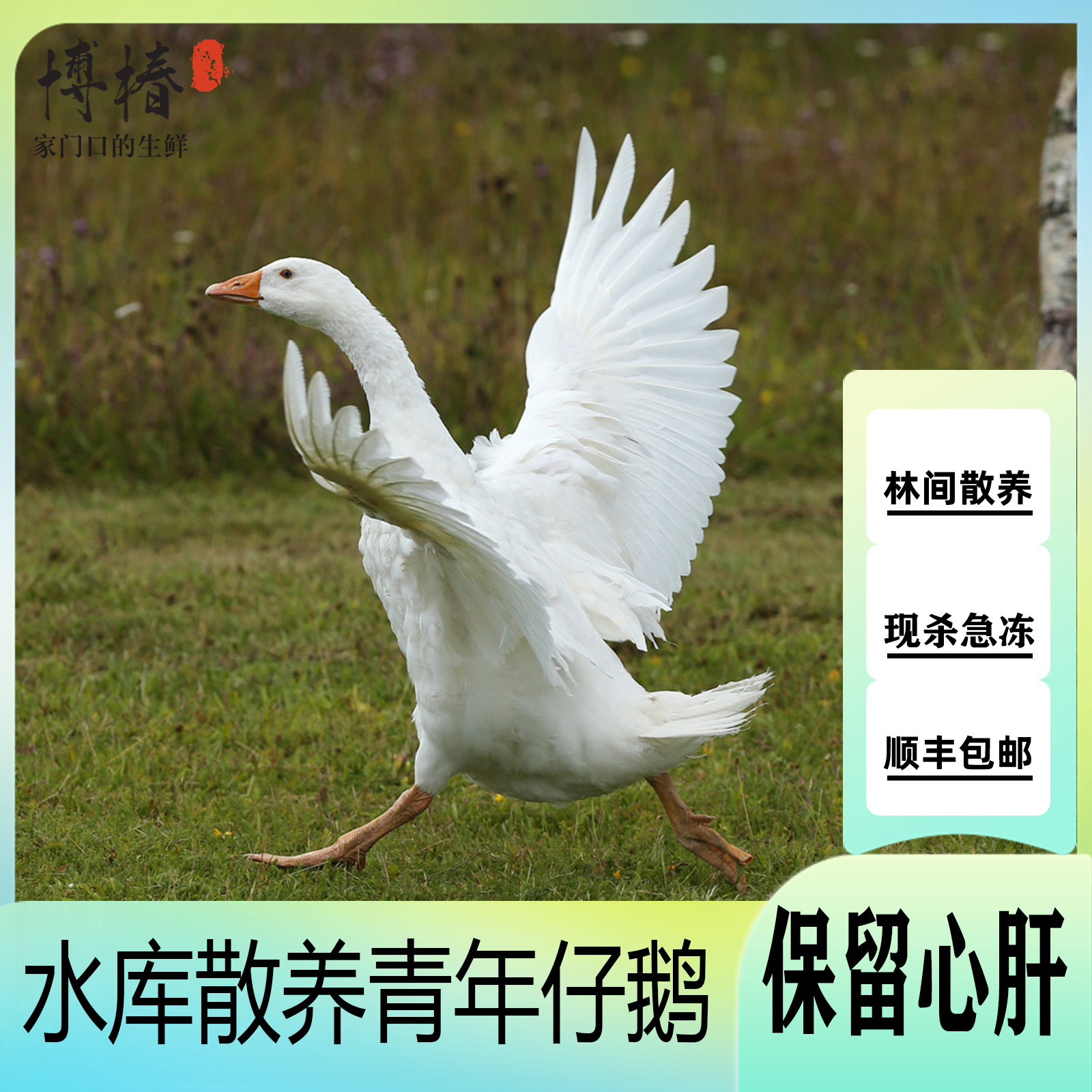 农家散养土大鹅仔鹅买一送一共两只毛重15斤共净重9斤左右顺丰