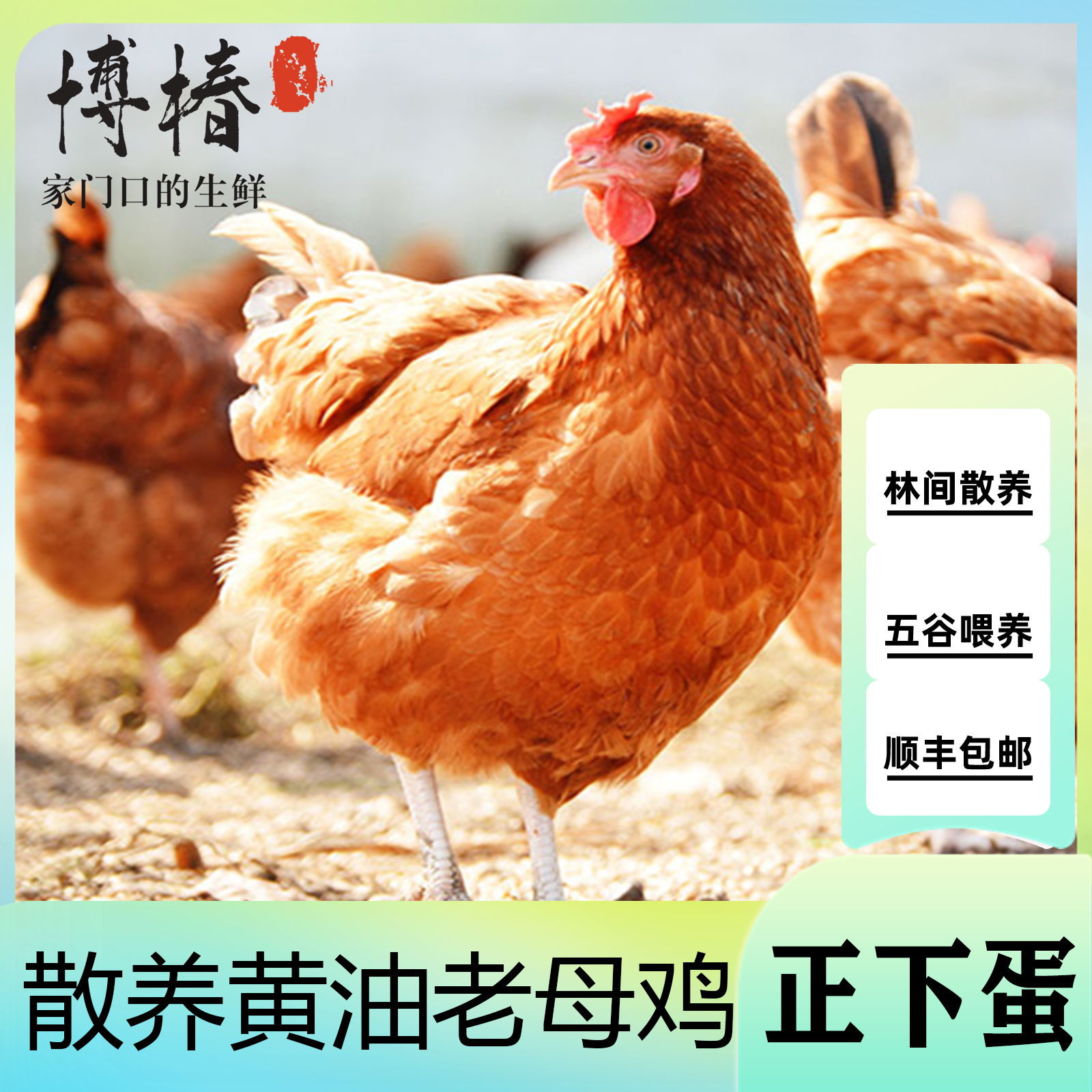 博椿买三送一放养2年黄油老母鸡 单只净重2斤左右 4只净重8斤