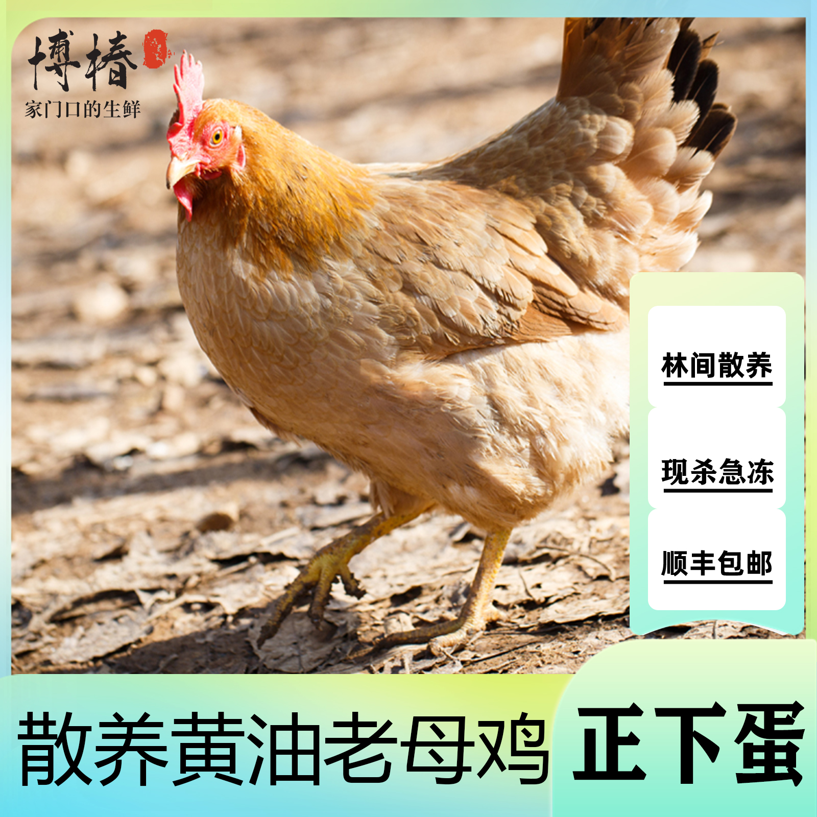 【四只装】买三送一老母鸡4只带内脏净重共8斤单只毛重3斤净重2斤