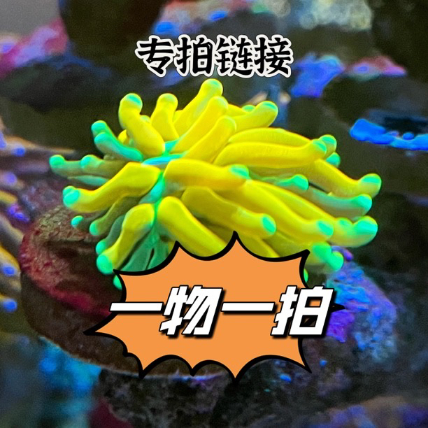 水草 一物一拍 拍前下滑查看下单须知
