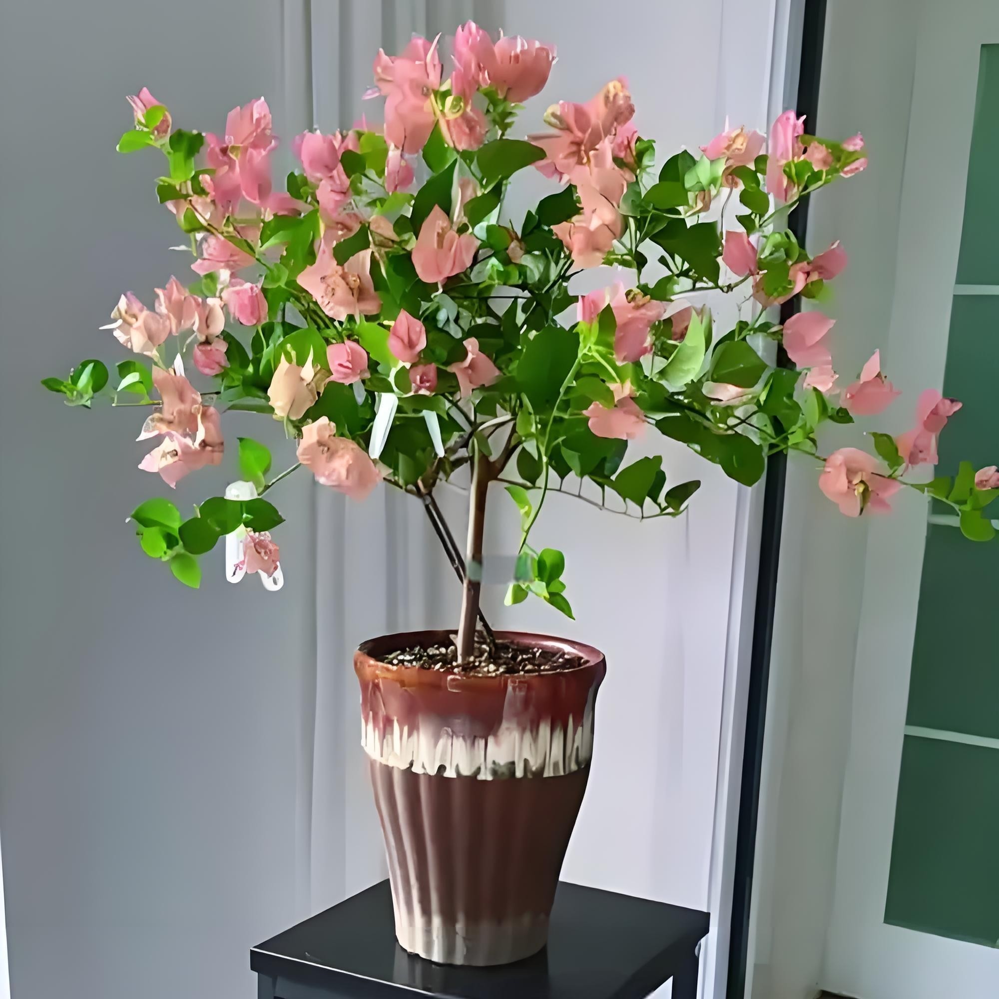 绿叶米罗 四季勤花三角梅仙气飘飘基地直发