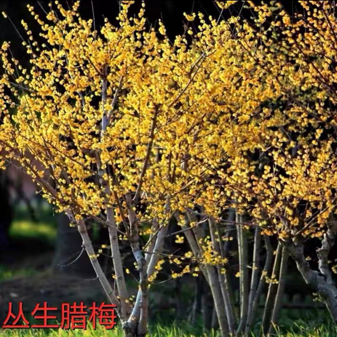 腊梅花树盆栽带花苞发货庭院地栽丛生独干名贵浓香植物素心腊梅