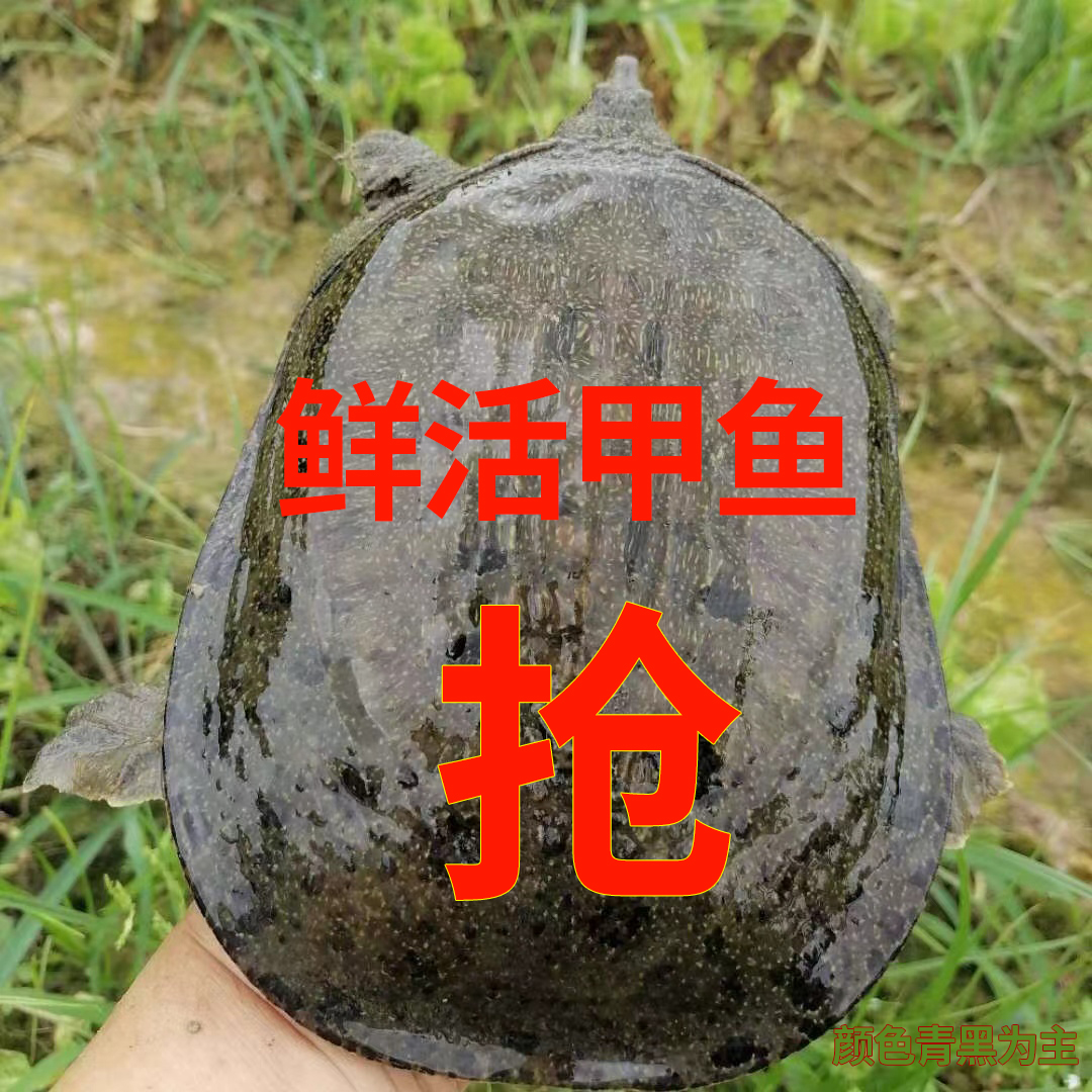生态甲鱼 3只生态放养黑背带花甲鱼活体 顺丰京东鲜活到家 AK7