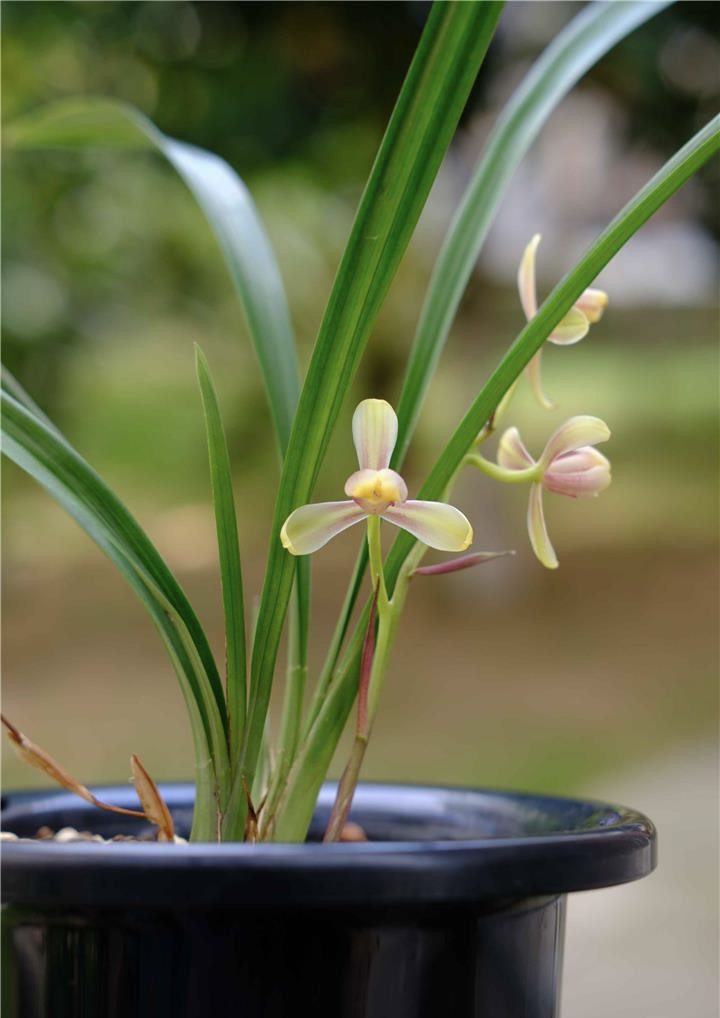 建兰八大名品红一品勤花勤芽年2-3次花（四川纯自然种养）裸根发货