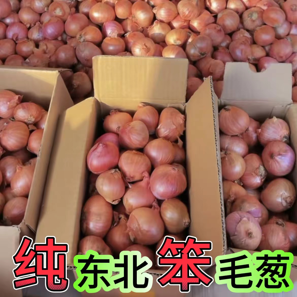 正宗东北笨毛葱四六瓣毛葱鬼子葱