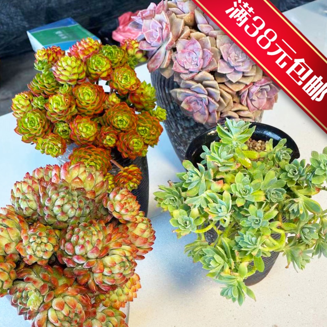 兰亭综合链接6 多肉植物两单包邮