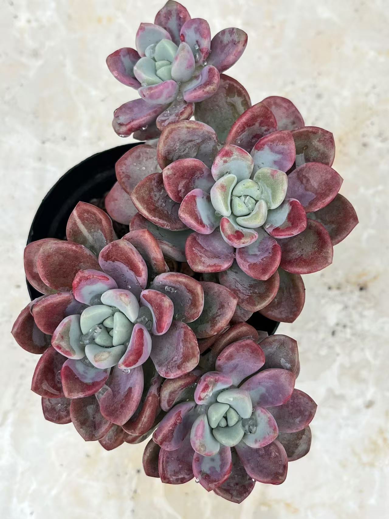 群生花斑露　多肉植物满两单包邮