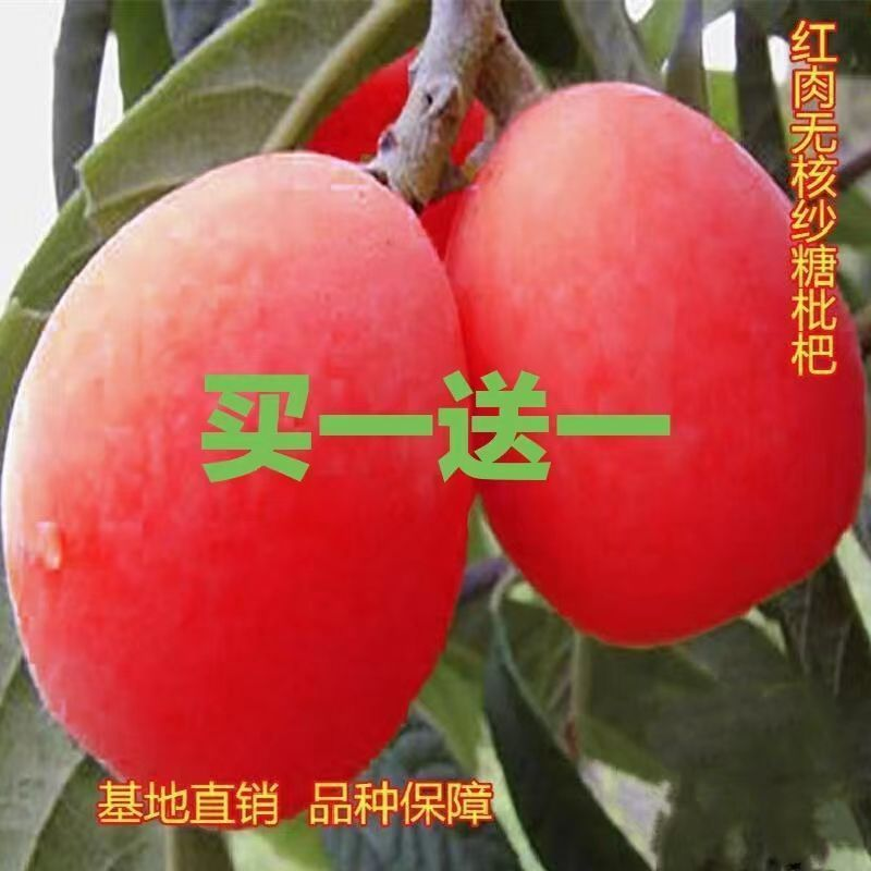 正宗无核砂糖红枇杷树苗南方北方种植枇杷苗盆栽地栽果树当年结果