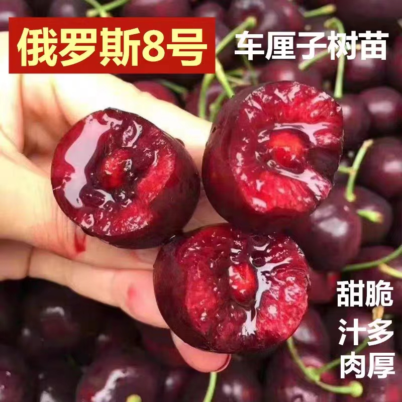 车厘子樱桃树苗正宗山东大樱桃树苗耐寒南北方种植盆地栽当年结果