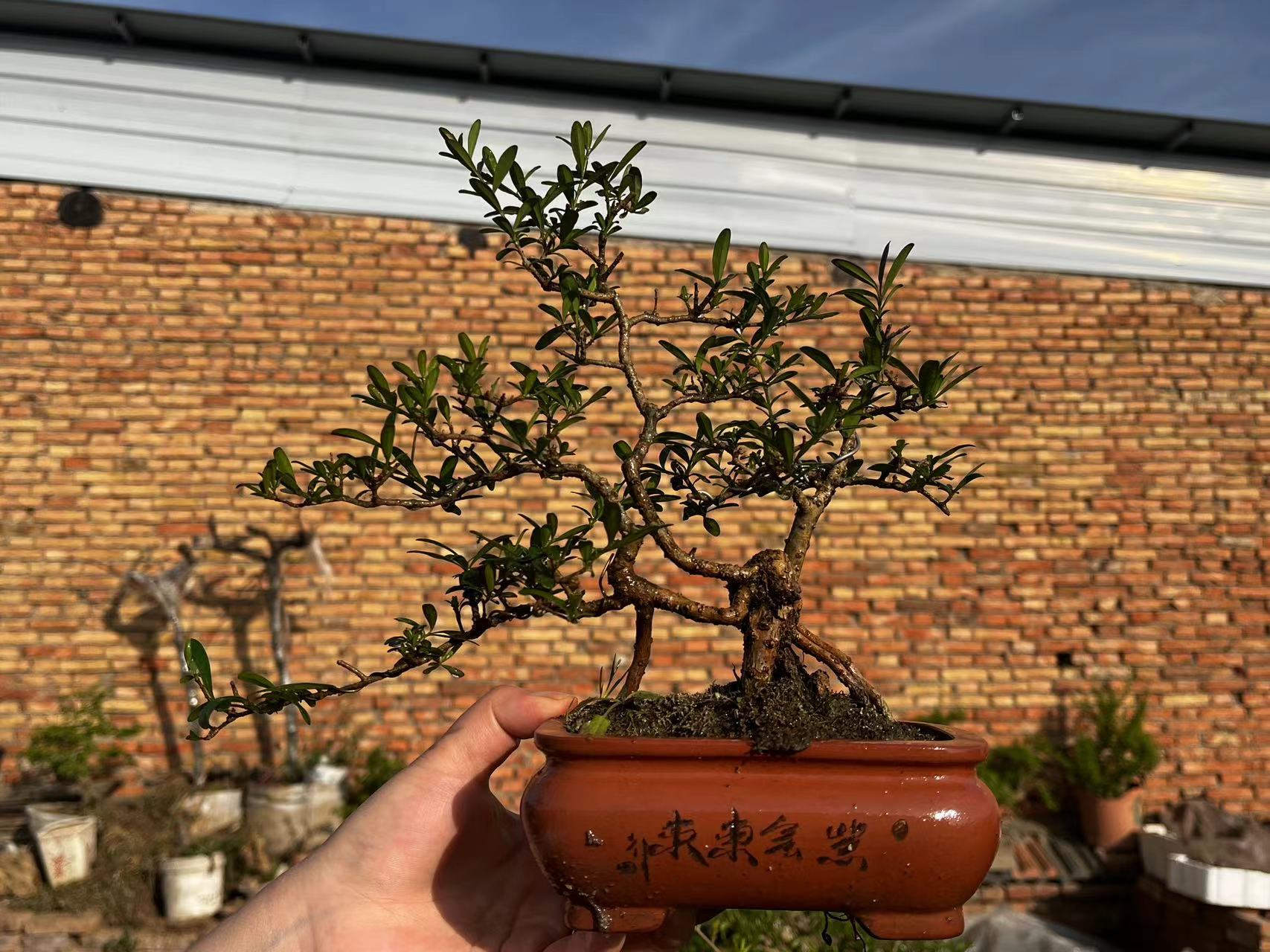 米冬盆景直播间链接一物一拍