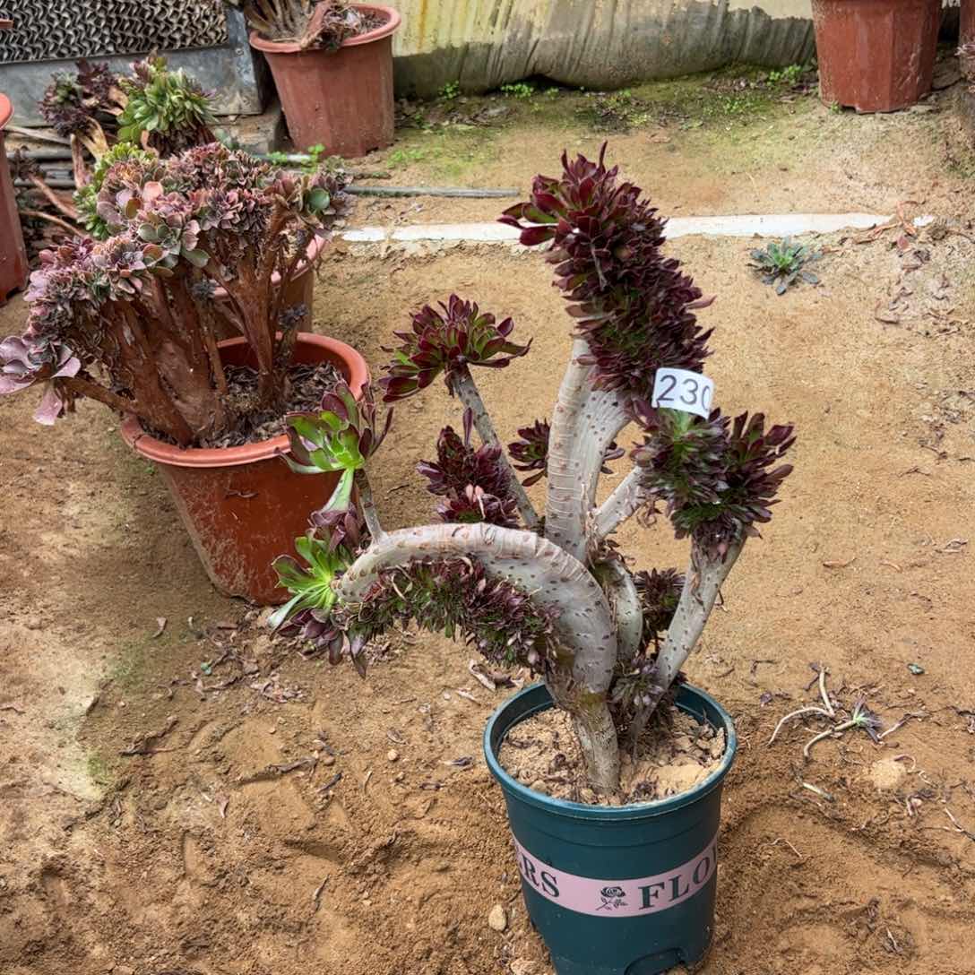 有伤黑缀230高37