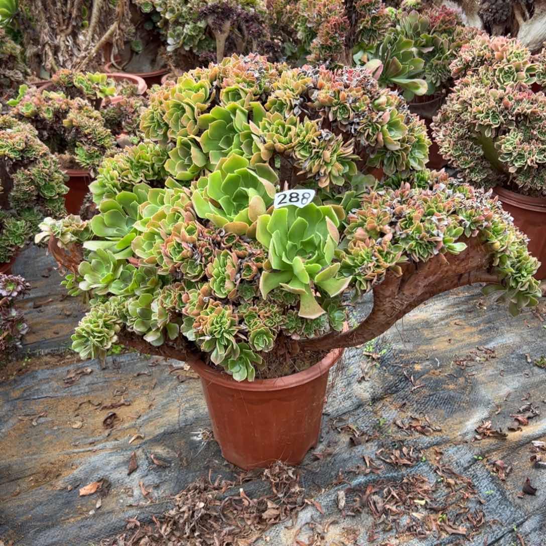 玫瑰缀有伤288官府60