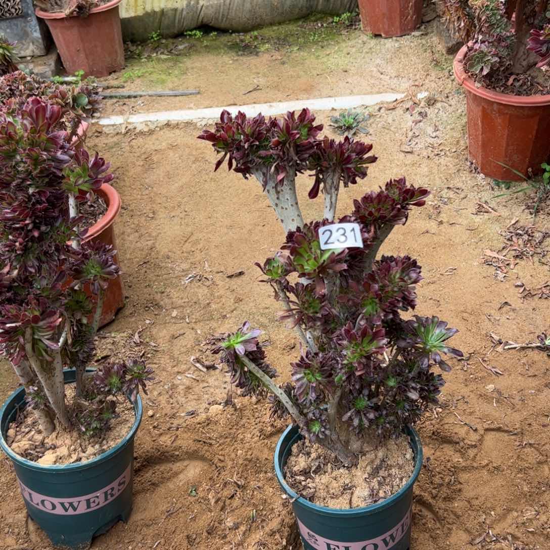 有伤黑缀231高37