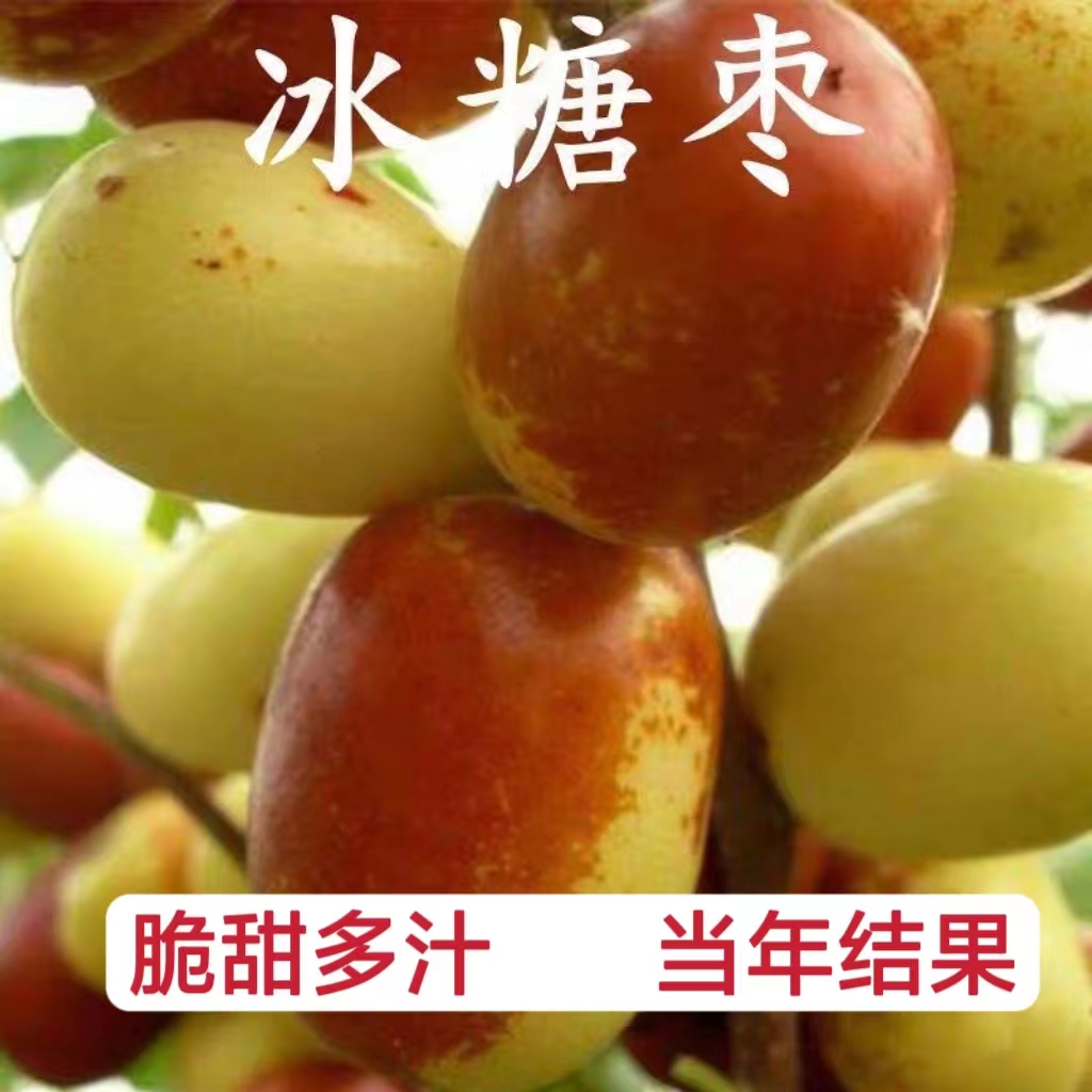 三代冰糖脆枣苗现挖现发枣苗树南北方种植庭院地栽果树苗当年结果