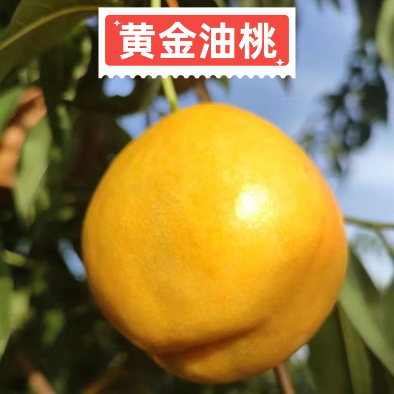 正宗脆甜黄金油桃新鲜水果现摘现发蜜桃子应季时令包邮香甜饱满
