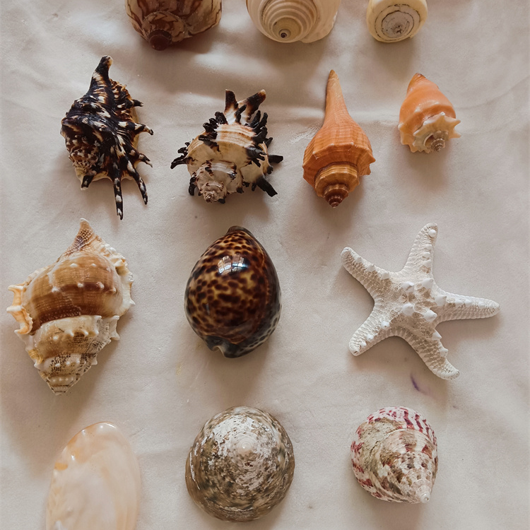 万宝海螺精品海螺