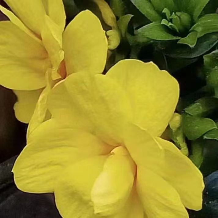 混合迎春花苗小牡丹三台金珠迎春虎蹄迎春好养活净化空气绿植春季