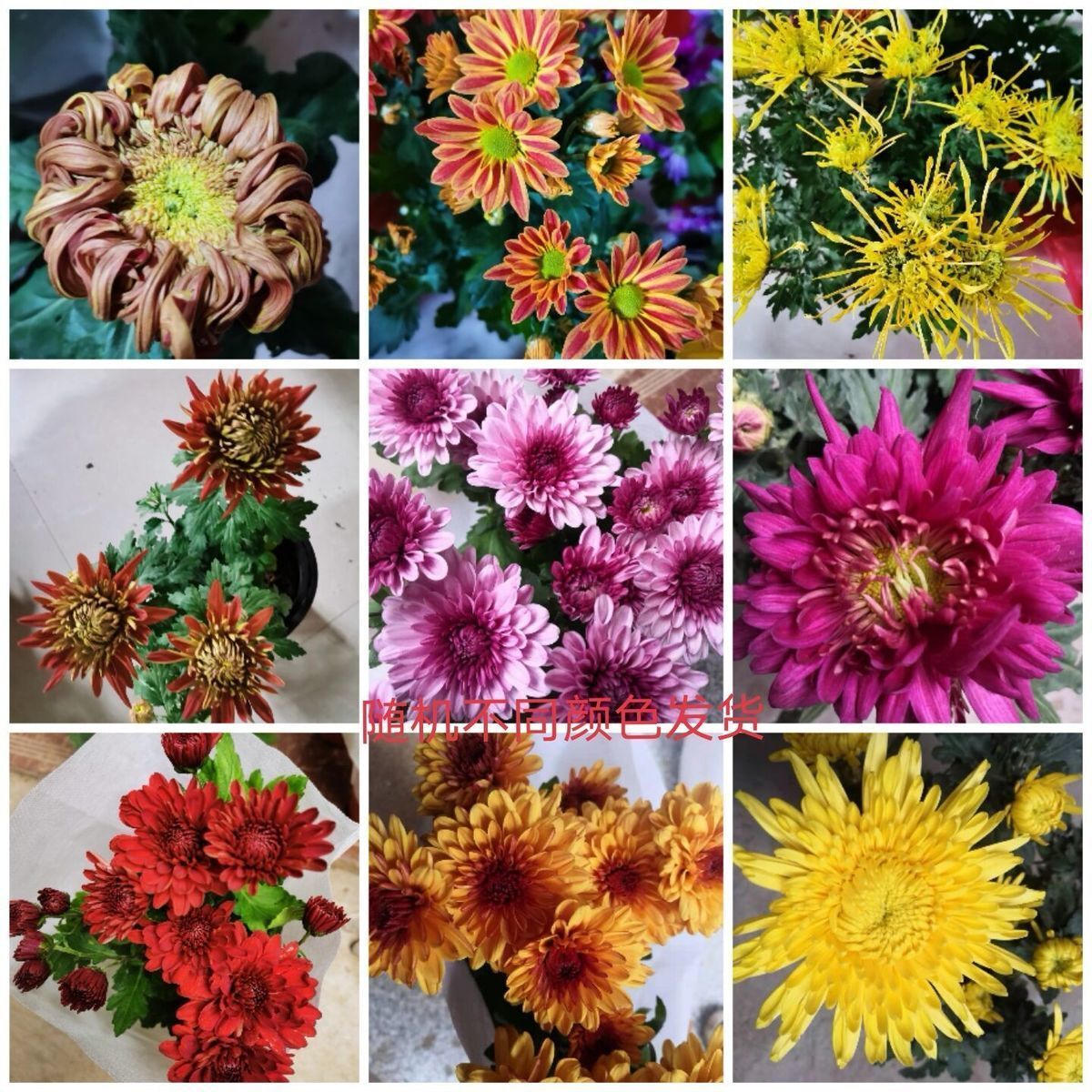 菊花盆栽绿植重瓣大菊花苗开花大花型室内外阳台庭院摆放栽培