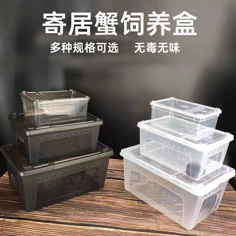陆生寄居蟹无毒规格饲养套装活体观赏蟹懒人桌面宠物