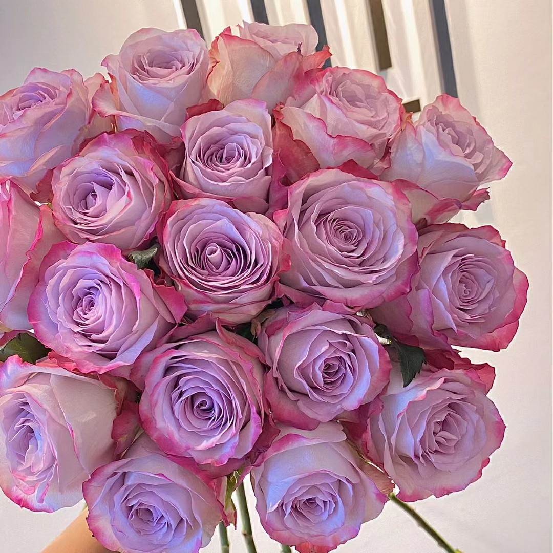 新品切花气场月季