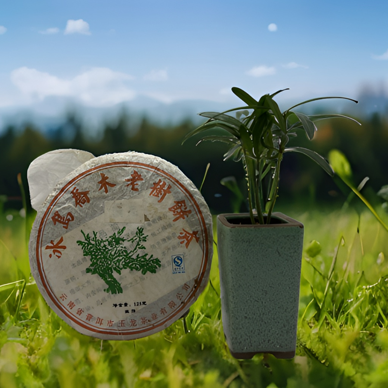 2012年冰岛乔木老树生茶 云南普洱茶 七子饼茶 