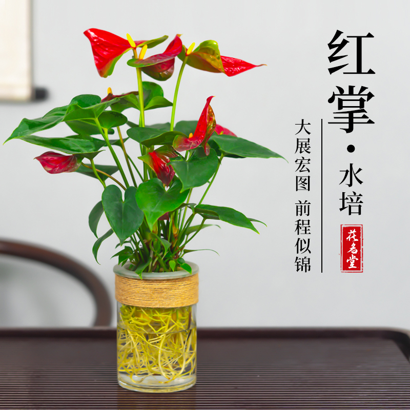 HUAMINGTANG/花名堂水培红掌盆栽