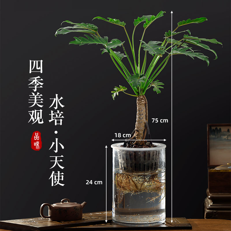 小天使绿植水培蔓绿绒盆栽老桩室内春羽观叶植物网红北欧ins风