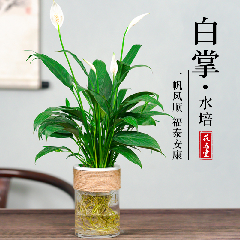 水培白掌绿植物一帆风顺小盆栽水养开花卉带盆景办公室内水生四季