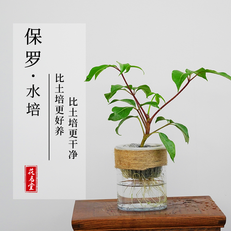 水培保罗盆栽室内植物客厅好养老桩绿植
