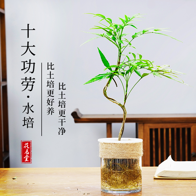 花名堂 水培十大功劳盆景