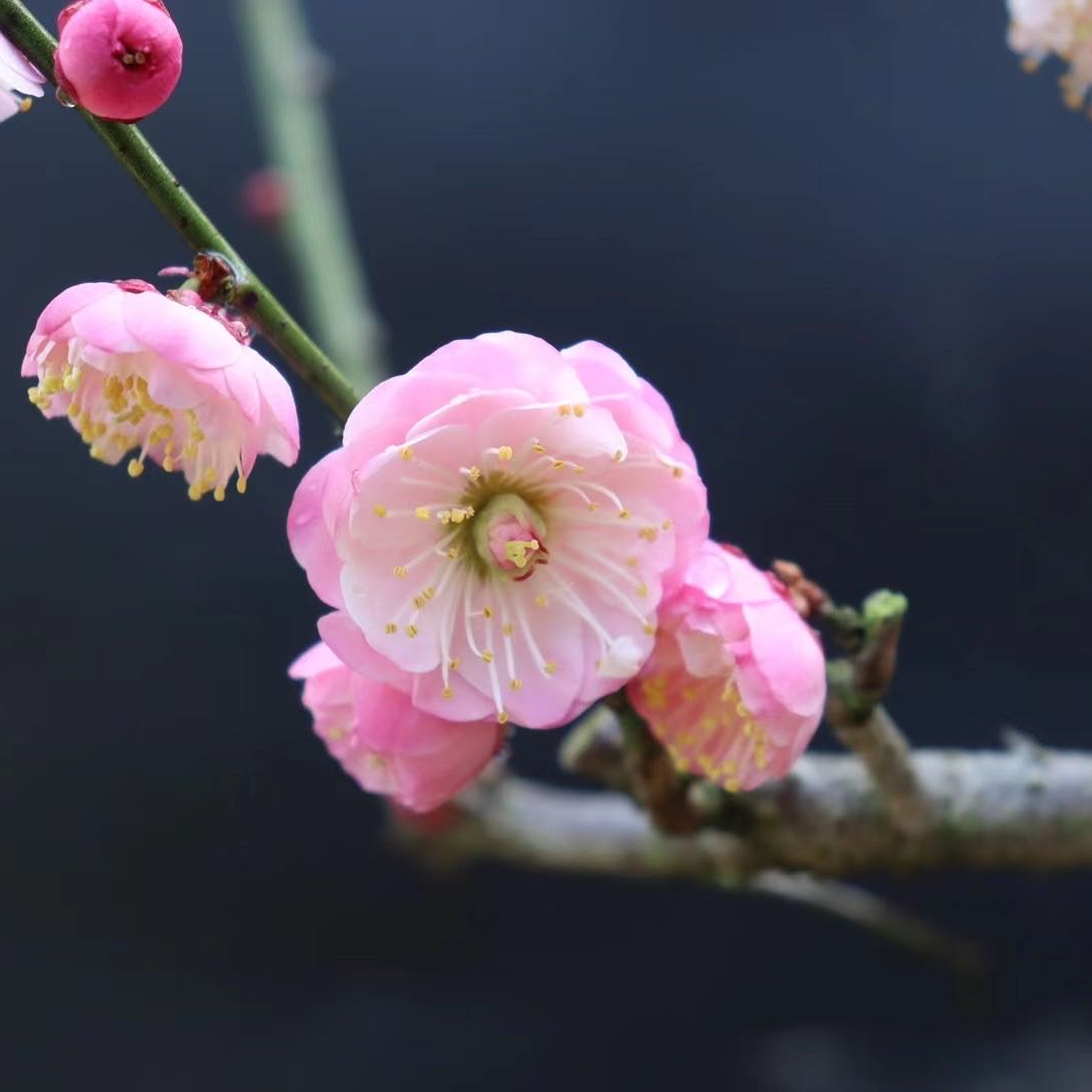 梅花老桩盆栽徽梅