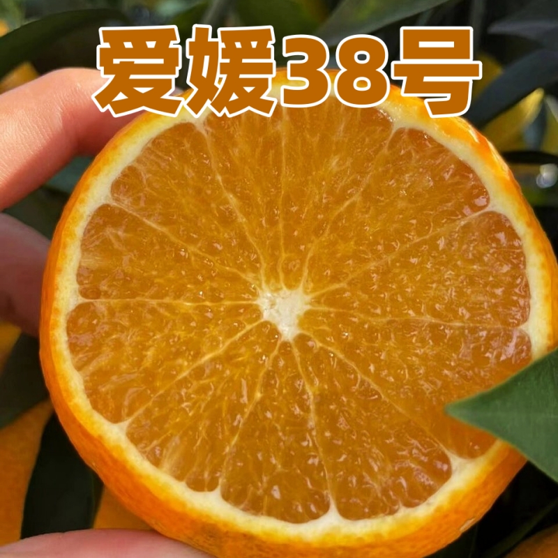 【爱媛果冻橙】正宗四川蒲江爱媛38号果冻橙新鲜当季大果整箱水果