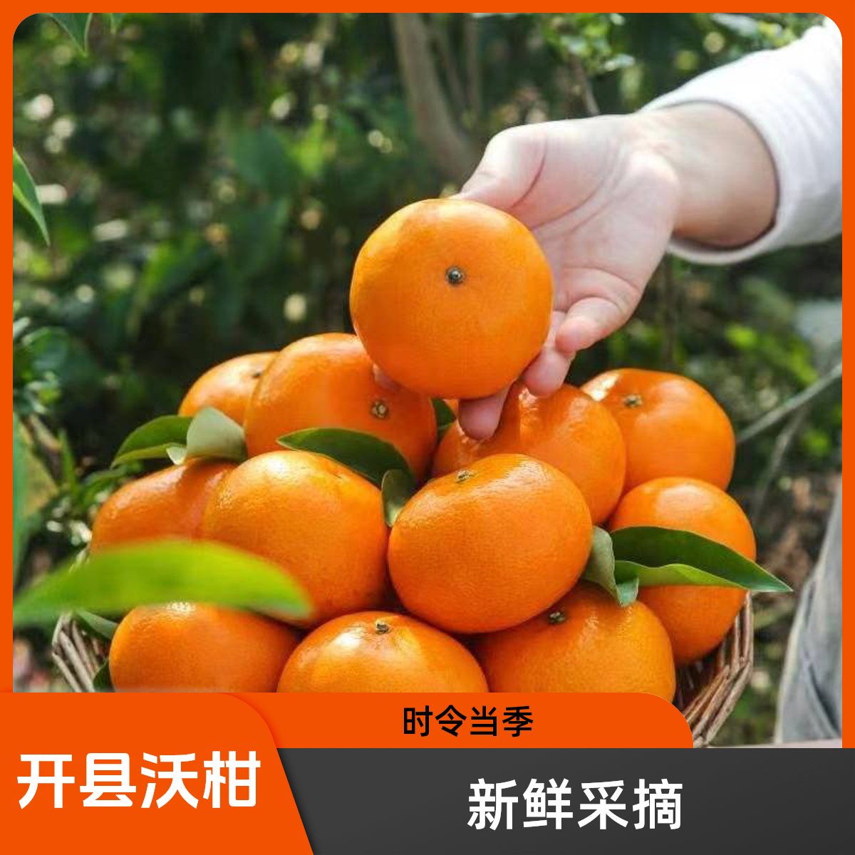 【国香村助农】开县春橙新鲜微酸沃柑现摘当季水果采摘基地直供