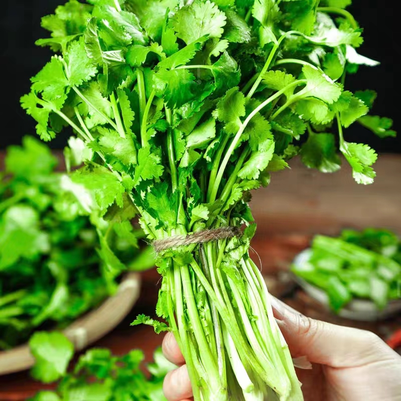 四季香菜种子阳台室内花卉花盆栽香菜蔬菜种子四季高产易种香菜籽