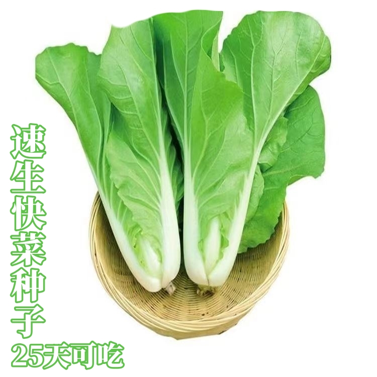 25天速生快菜种子 高产四季奶油小白菜阳台易播种耐热抗病蔬菜种