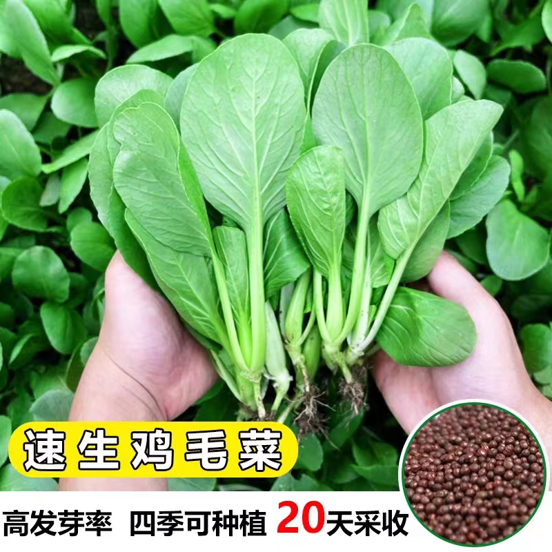 鸡毛菜种子种籽20天四季小白菜青菜油菜上海青阳台盆栽蔬菜蔬莱孑