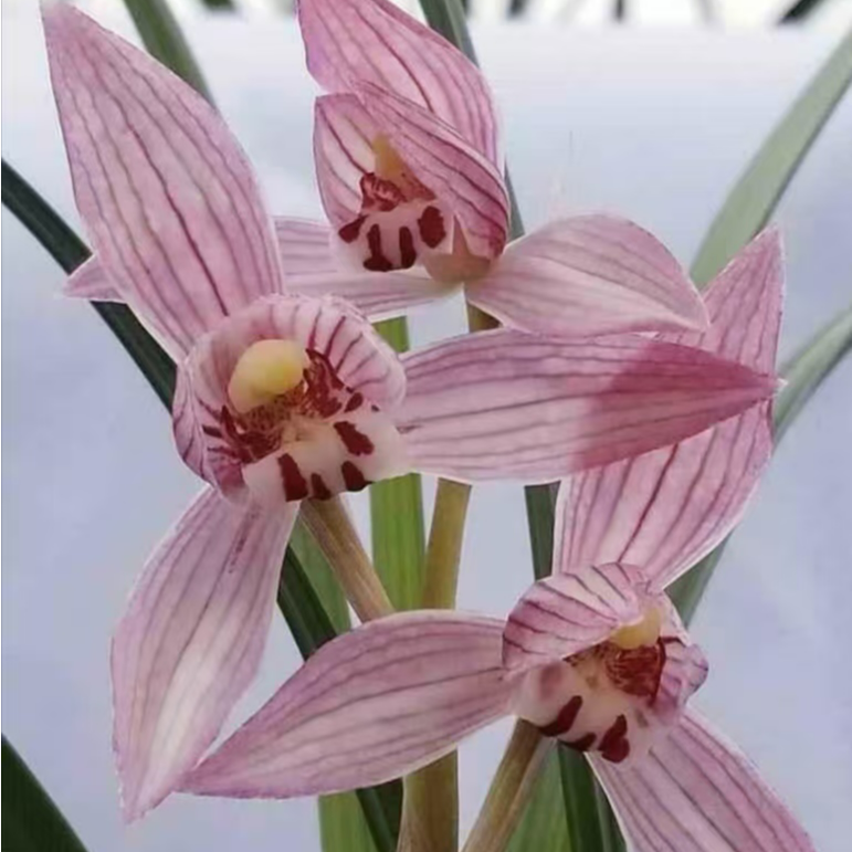 直播间链接一物一拍兰花