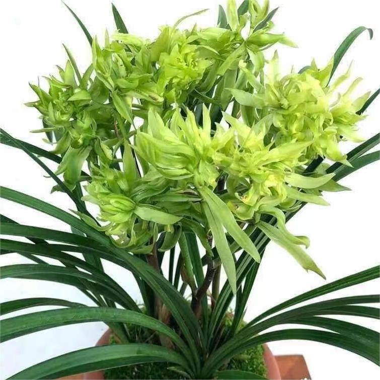 浓香型春兰花开富贵