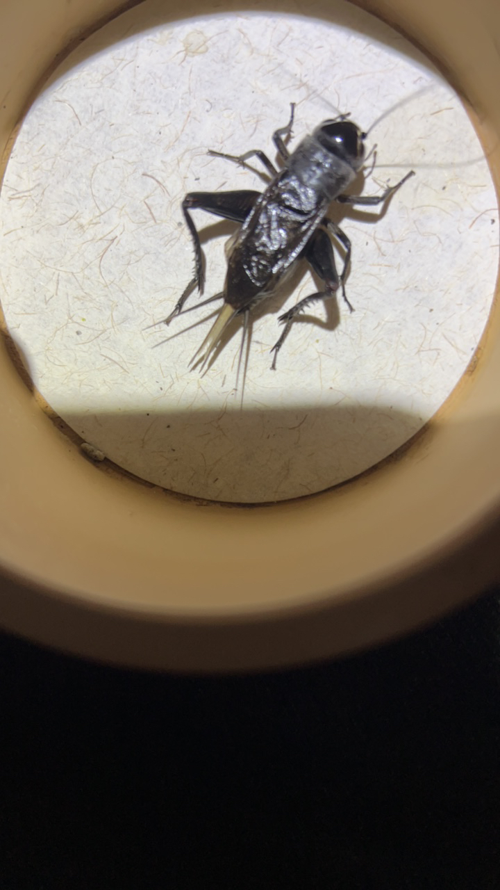 自家份房油葫芦鸣虫模型罐一个