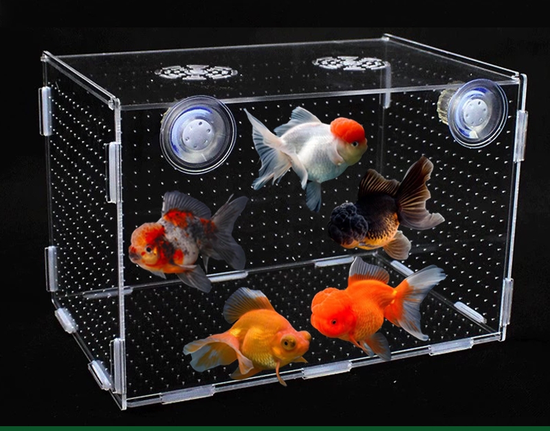 精品金鱼包邮【无开箱不售后】直播间马印灯效果介意勿拍