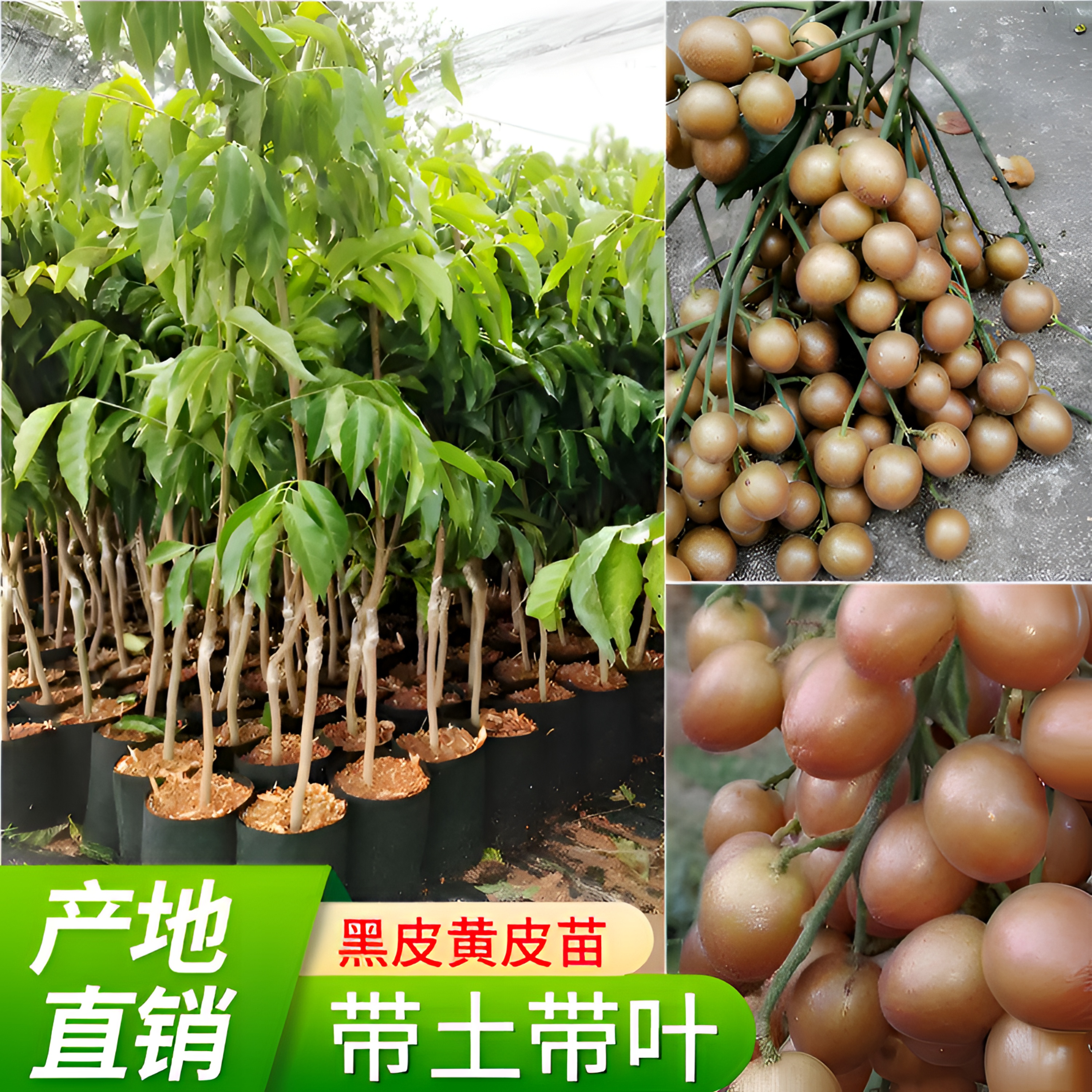 紫肉黄皮苗大鸡心无核嫁接贵妃黑皮黄皮果树苗水果苗盆地栽包邮