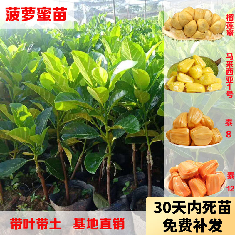 木菠萝树苗马来西亚1号泰国8号12号红肉嫁接苗海红一号榴莲蜜苗