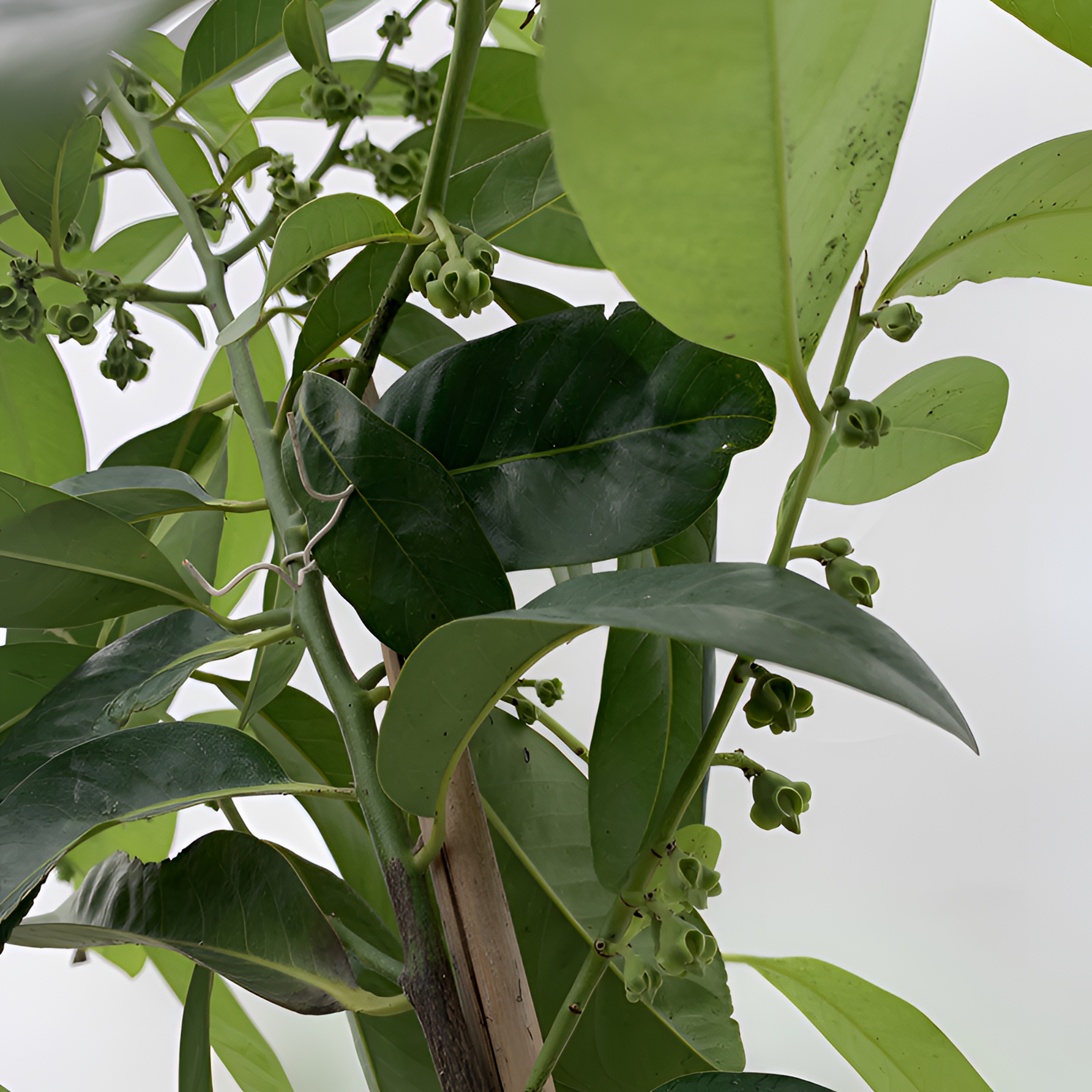 铭焕园林巧克力黑柿盆栽阳台庭院植物夏季夏季春季秋季开花结果
