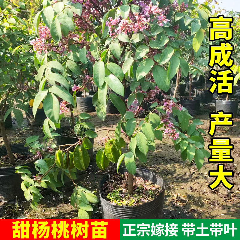 甜杨桃树苗果苗四季甜杨桃苗嫁接四季结果可地栽盆栽带土易成活